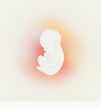 Embryo illustration with a warm glow.